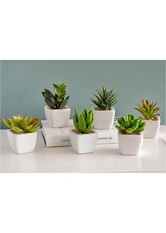 Mini-succulentes artificielles (Ens. 6 pces.) • vert • Boutique bonprix